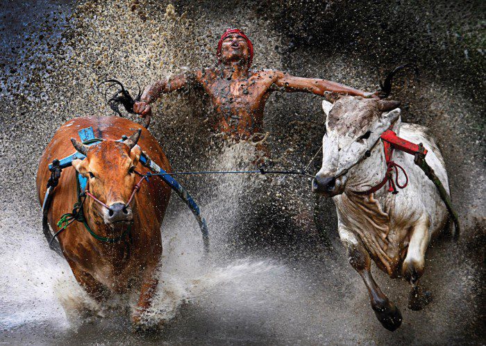 Wei Seng Chen, Malaysia Pacu Jawi Bull Race, Indonesia - World Press Photo 2013